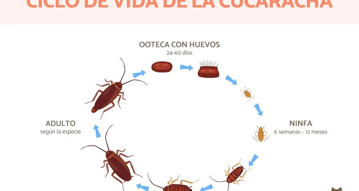Ciclo de vida de la cucaracha: ooteca con huevos (24-60 días), ninfa (6 semanas-12 meses) y adulto. Así se responde a cuanto tarda en nacer una cucaracha.