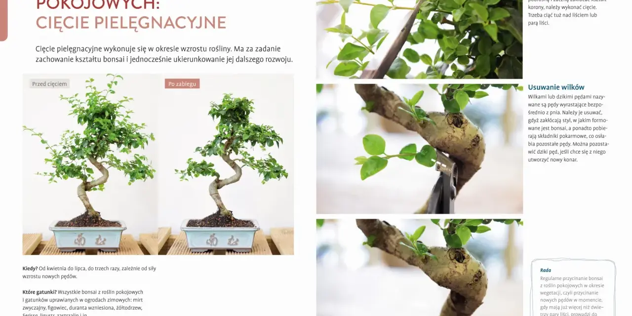 Jak zrobić drzewko bonsai? Przycinanie pędów, usuwanie wilków i formowanie korony to kluczowe etapy pielęgnacji.