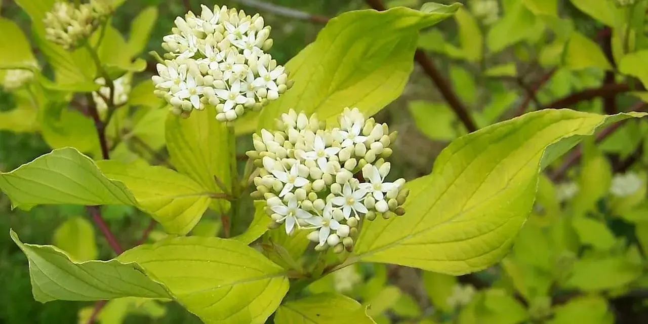 En olvon buske med kluster av små vita blommor och ljusgröna blad.