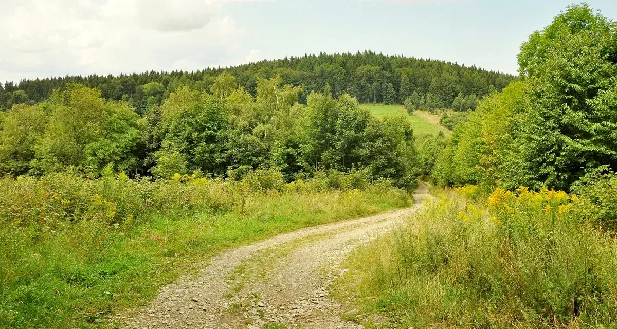 Kręta droga przez zielone wzgórza, w oddali las i skopiec szczyt.