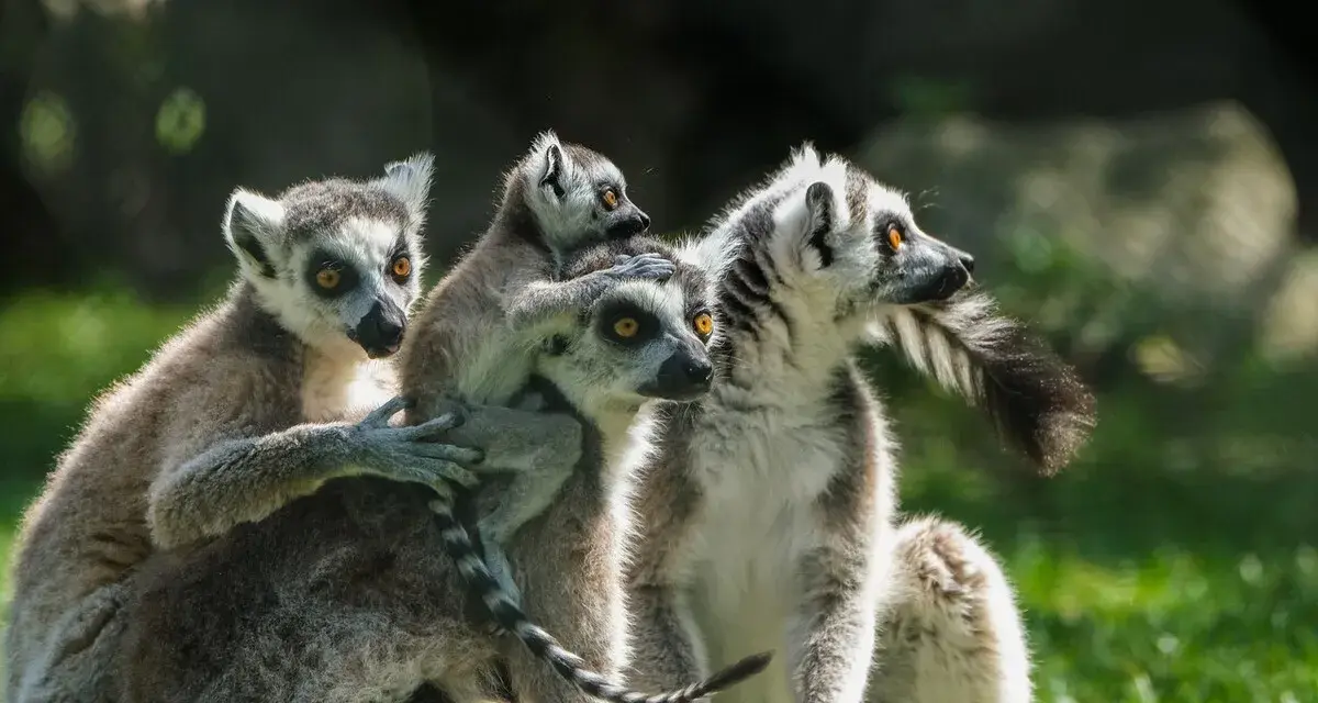 Rodzina lemurów wesoło bawi się w lemur park rumia.