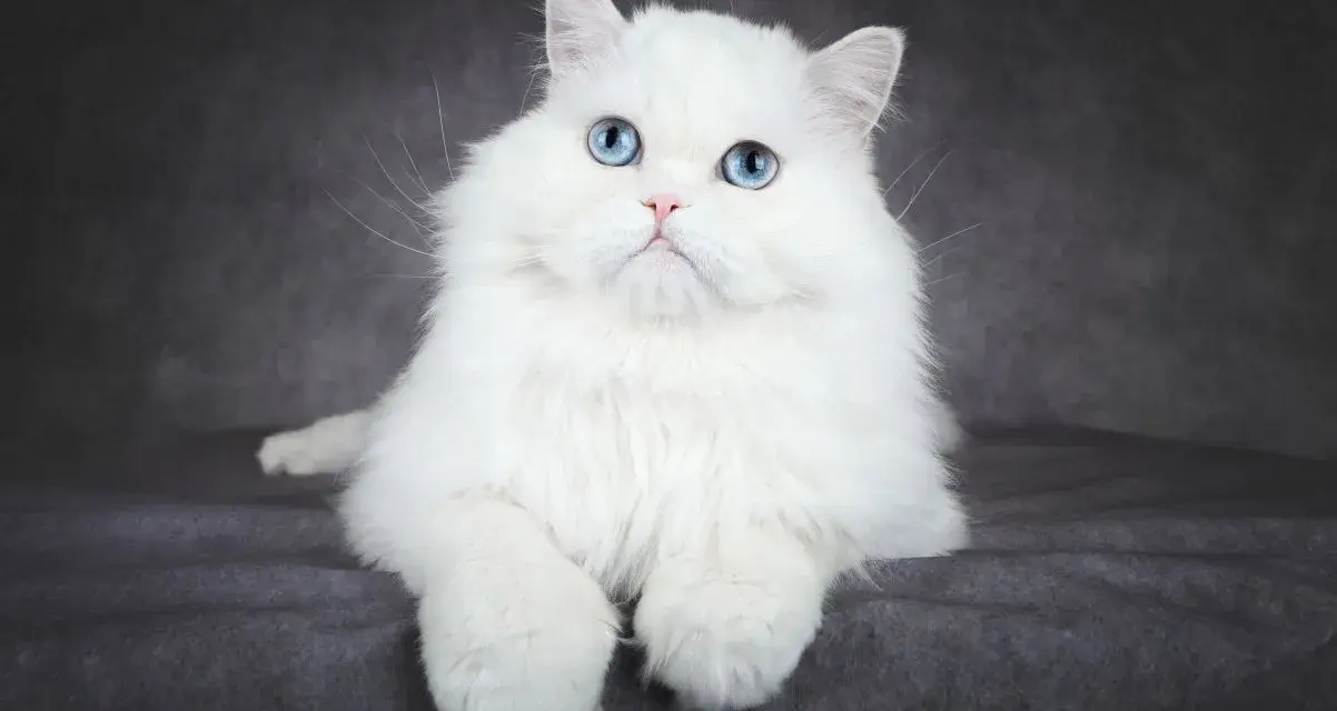 Piękny kot albinos z niebieskimi oczami, siedzący na ciemnoszarym tle.