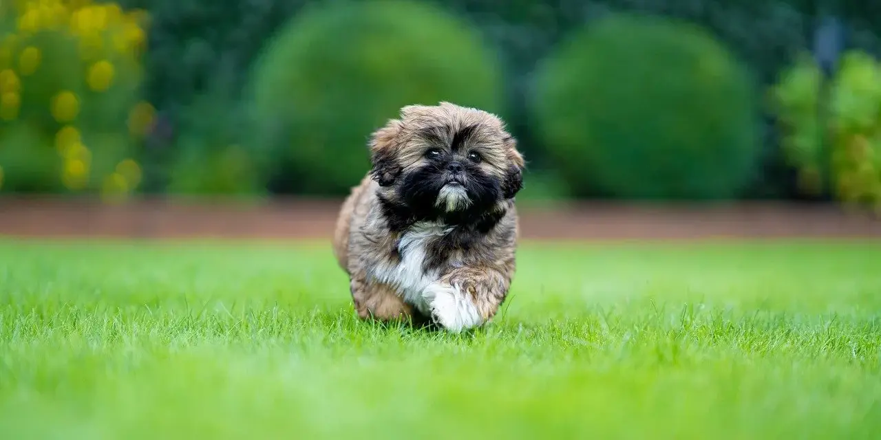 Shih tzu szczeniak: Wychowanie, pielęgnacja i zdrowie. Kompletny poradnik