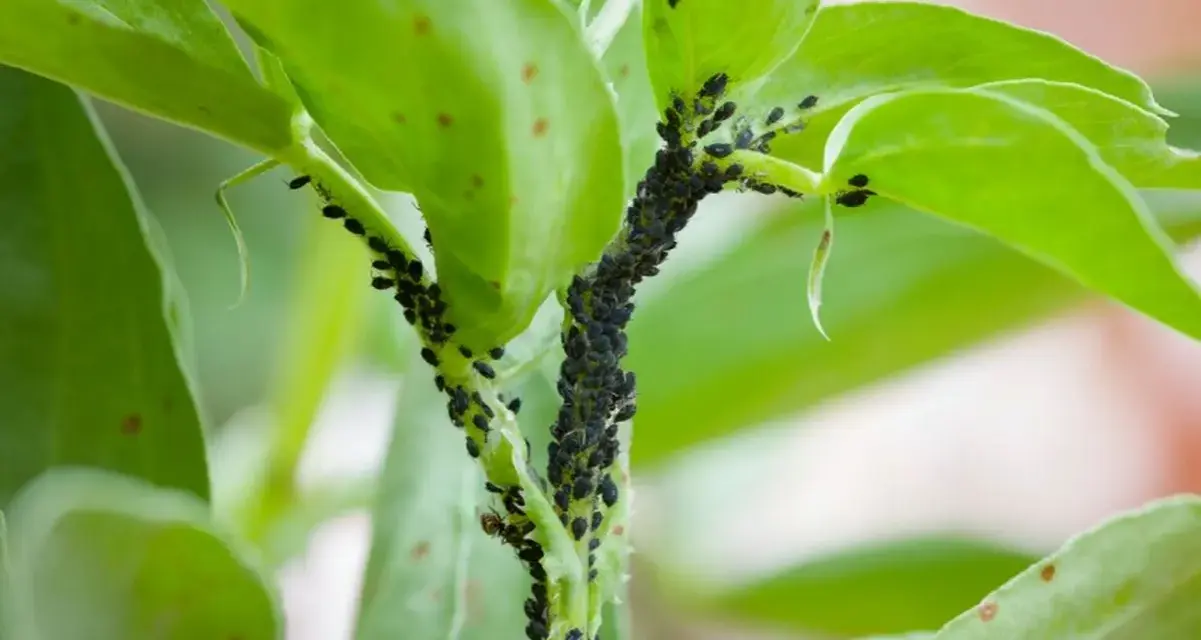Una plaga de pulgones negros cubre el tallo y las hojas de una planta verde.