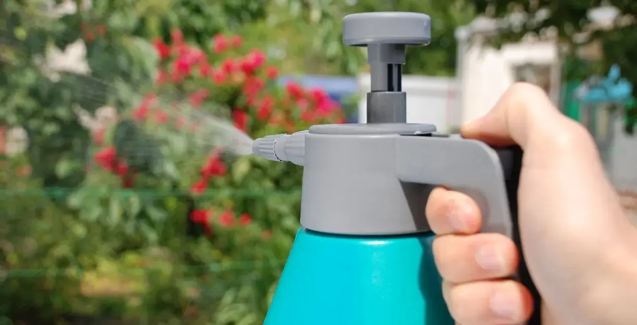 Mano sujetando un pulverizador azul y gris, rociando agua sobre un arbusto con flores rojas. Se puede fumigar en floración para proteger las plantas.
