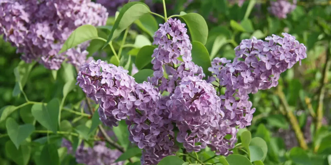Zarte lila Blütenrispen des Flieders, ideal, um den Duft im Garten zu vermehren.