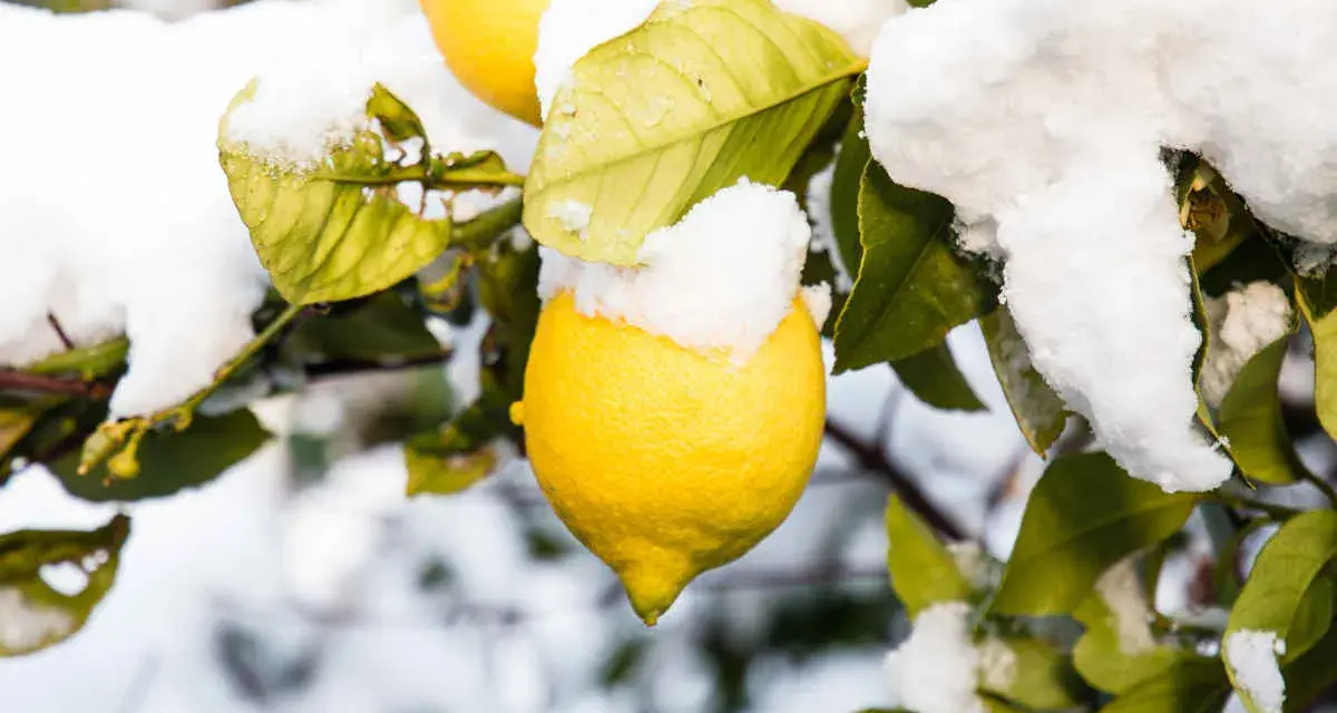 Citronnier sous la neige, un contraste saisissant entre le soleil et la température glaciale. Les citrons jaunes brillent malgré le froid.