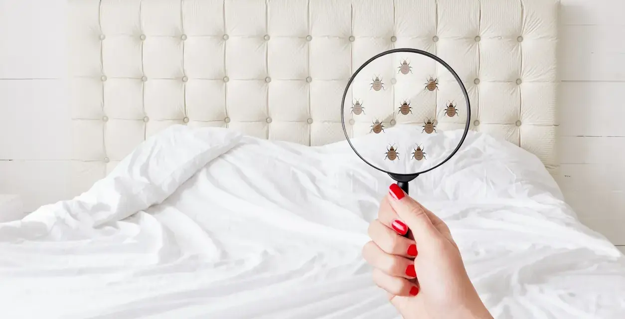 Una mano con uñas rojas sostiene una lupa sobre una cama, mostrando **pulgas en la cama síntomas** de infestación.