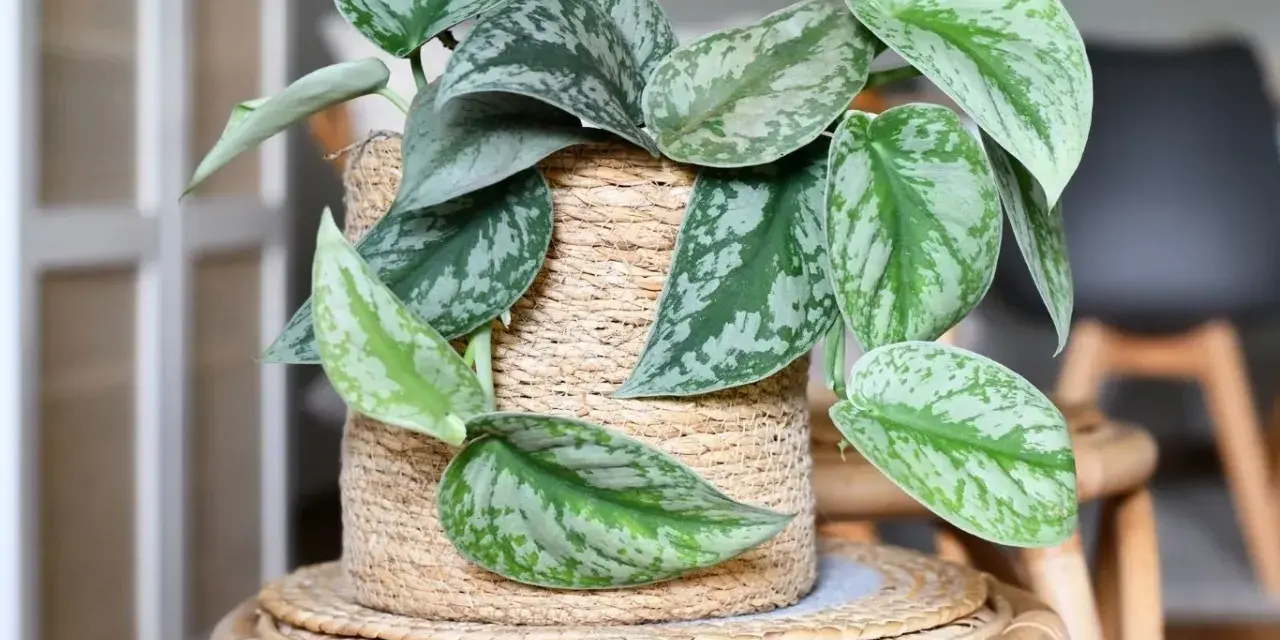 Scindapsus pictus 'Exotica' w plecionym koszu, z charakterystycznymi, srebrzystymi plamami na liściach. Różne odmiany scindapsusa zachwycają wzorami.