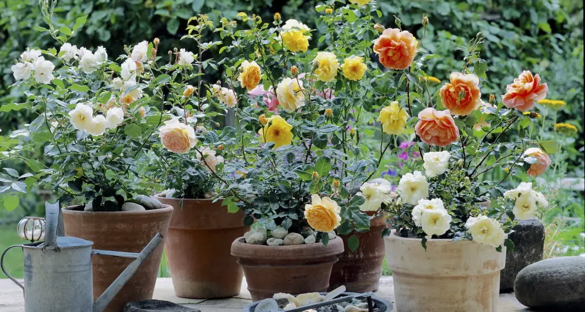 Blühende Rosen im Garten, in verschiedenen Töpfen arrangiert. Zarte Pfirsich-, Gelb- und Cremetöne erfreuen das Auge.