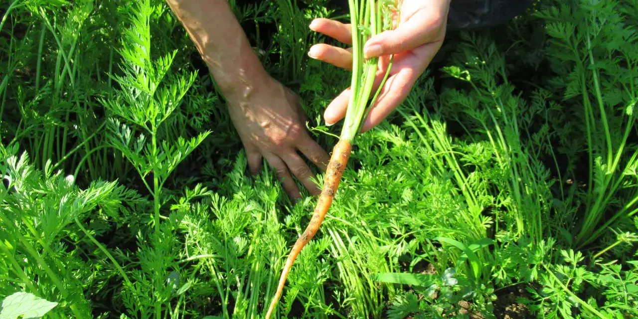 Mani che raccolgono una carota fresca dal campo, un momento perfetto quando si raccolgono le carote.