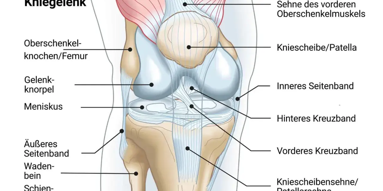 Anatomie des Kniegelenks mit Beschriftungen. Mögliche Ursache für seitliche Knieschmerzen: das äußere Seitenband.