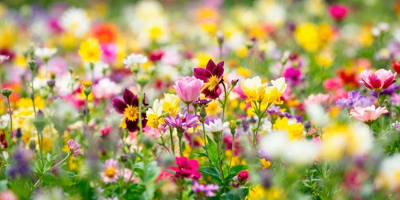 Un campo vibrante de flores silvestres en mayo, mes de las flores, estalla en colores: rosas, amarillos, blancos y morados.