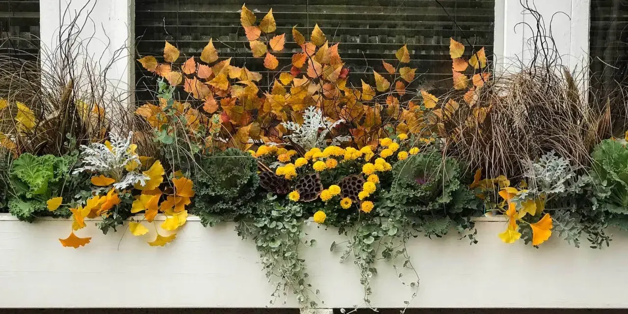 Herbstliche Bepflanzung in einem 80 cm Blumenkasten: gelbe Chrysanthemen, Gräser, Zierkohl und Herbstlaub.