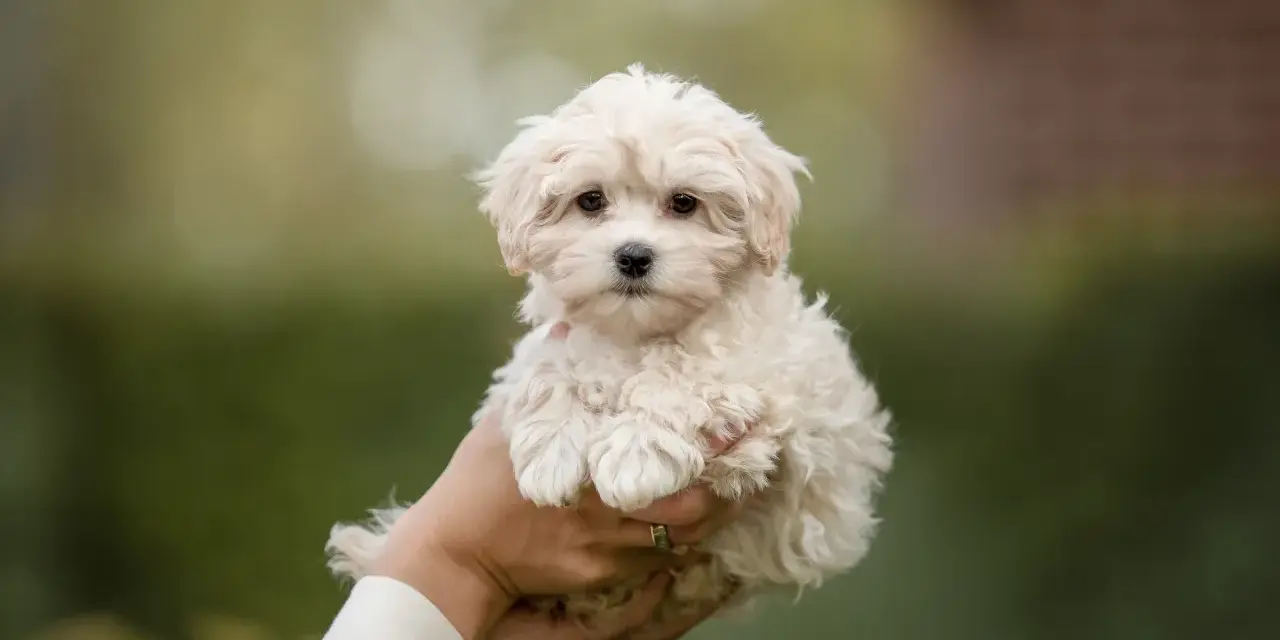 Maltipoo włosy czy sierść – poznaj prawdę o ich pielęgnacji
