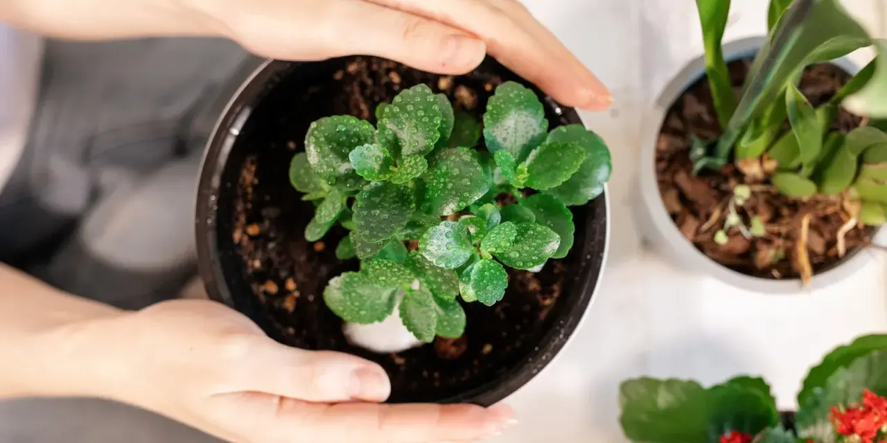 Zielone liście kalanchoe, pokryte kropelkami wody, czekają na ponowne kwitnienie.