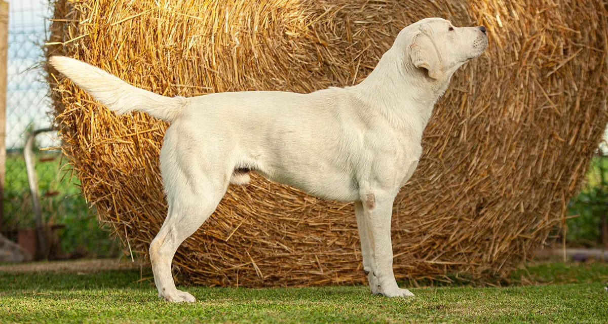 Biały labrador stoi przed belą siana. Dorosły labrador waży zazwyczaj od 25 do 36 kg.