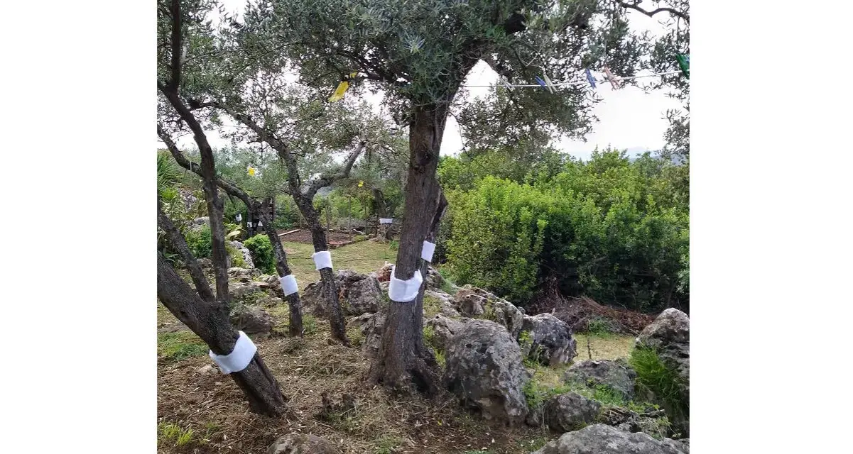 Ulivi con fasce bianche sui tronchi, forse per proteggerli da parassiti o come parte di oziorrinco rimedi naturali.