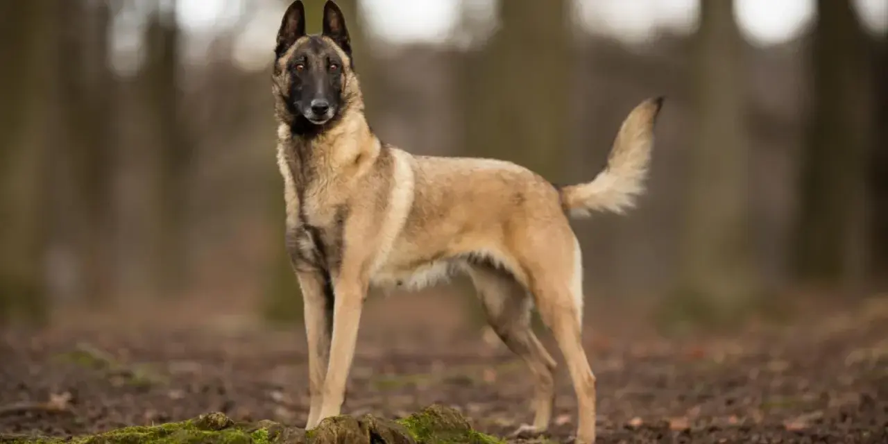 Un magnifique chien malinois, au pelage fauve et au masque noir, se tient fièrement dans une forêt automnale.