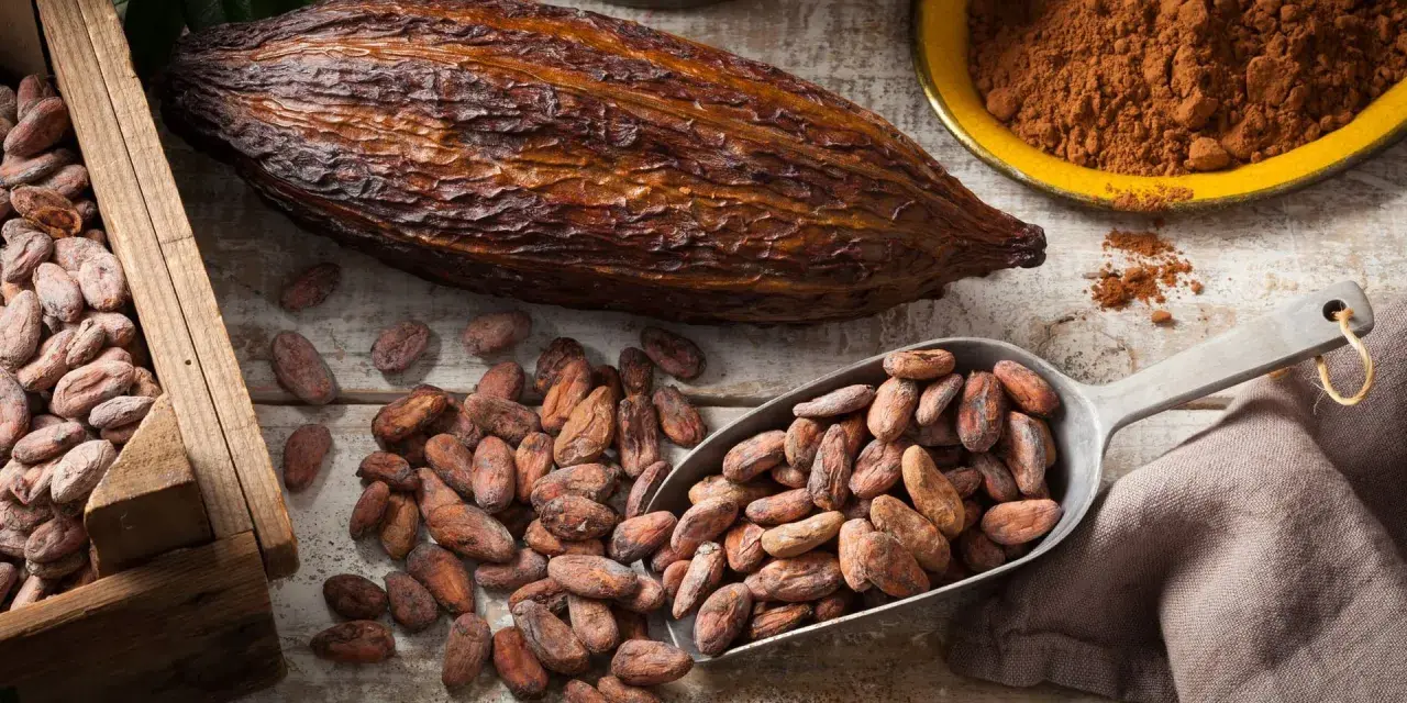 Kakao gesund: Kakaobohnen in Holzkiste, auf Löffel und verstreut, daneben eine Kakaofrucht und Kakaopulver.
