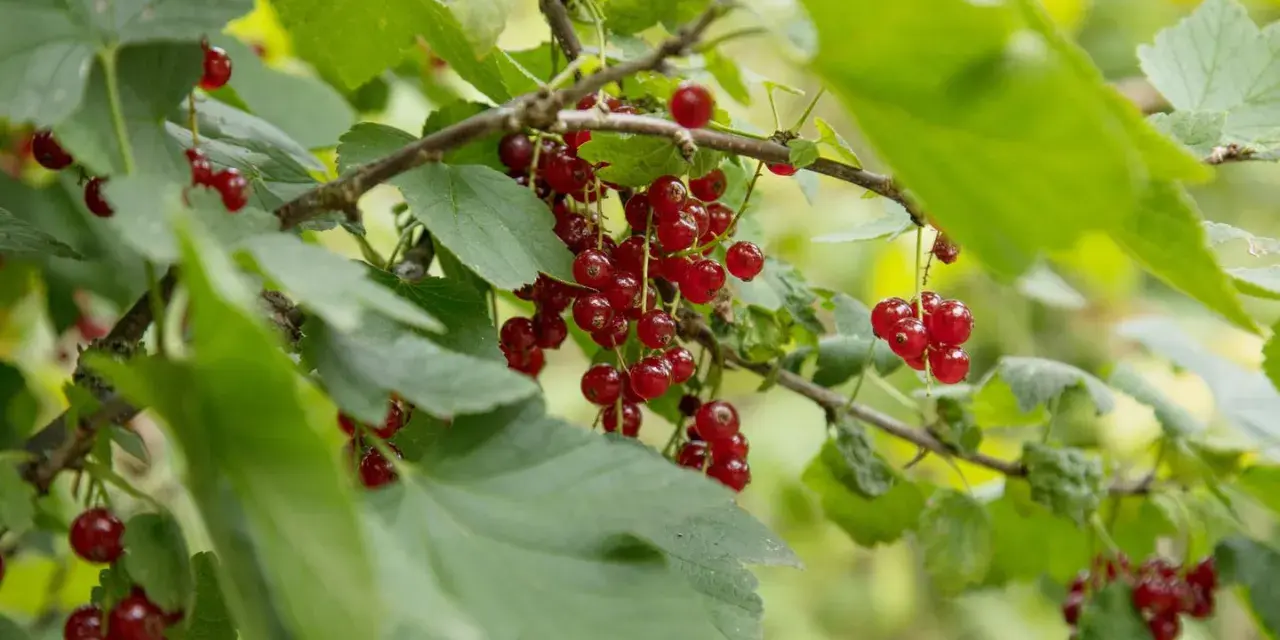 Reife Johannisbeeren hängen an Zweigen. Diese kleinen roten Früchte sind nicht nur lecker, sondern auch sehr gesund.