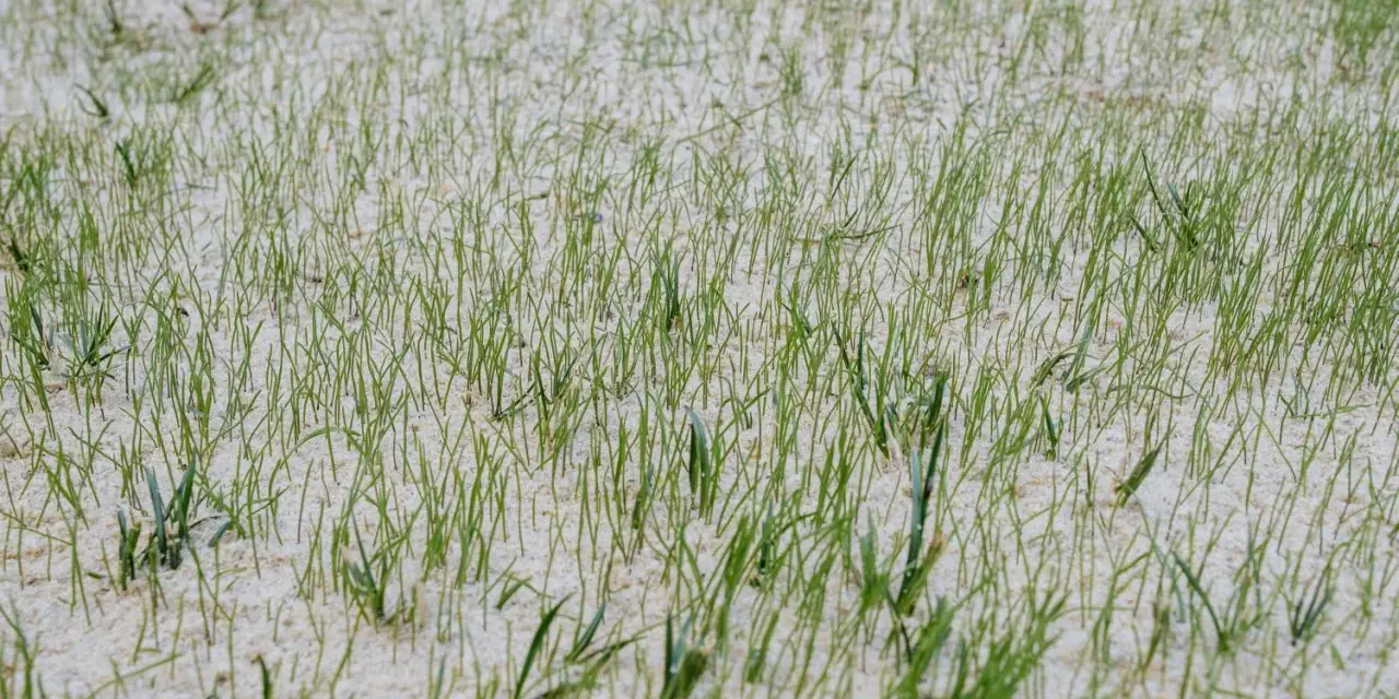 Frisch gesäter Rasen mit feinen grünen Halmen, die aus hellem Sand ragen. Ein Zeichen für neues Leben im Herbst.