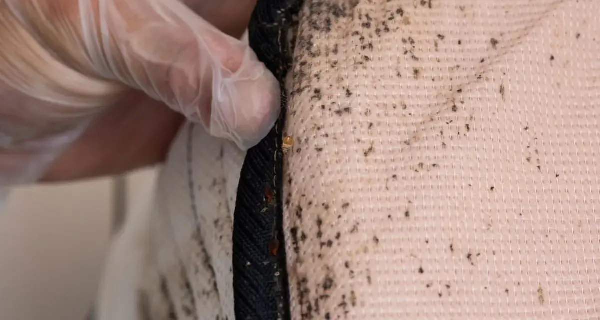 Guante de látex revisa manchas de chinches en el colchon, evidencia de una infestación.