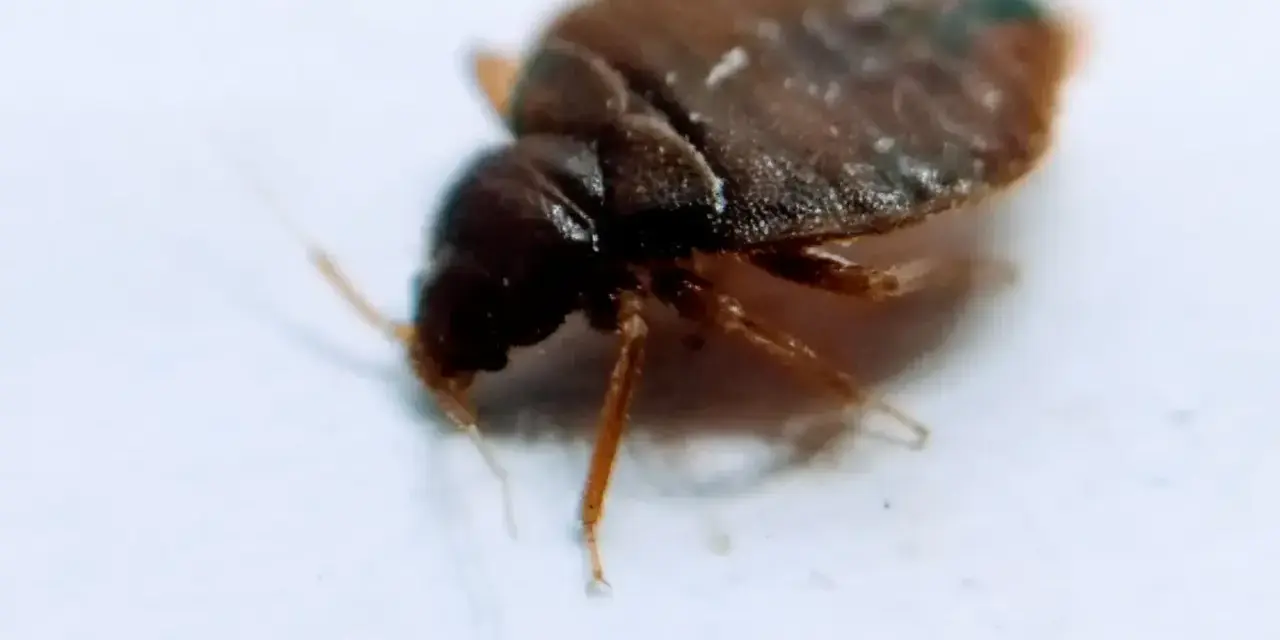 Un diminuto bed bug marrón, con seis patas y antenas, se arrastra sobre una superficie blanca.