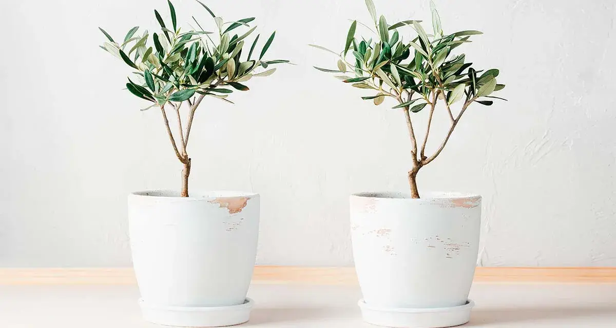 Dos olivos jóvenes en macetas blancas, ideales para aprender como cuidar un olivo en maceta.