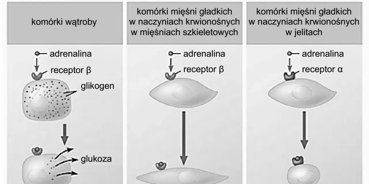 Ilustracja przedstawia działanie adrenaliny na komórki wątroby i mięśni gładkich, pokazując różne receptory.