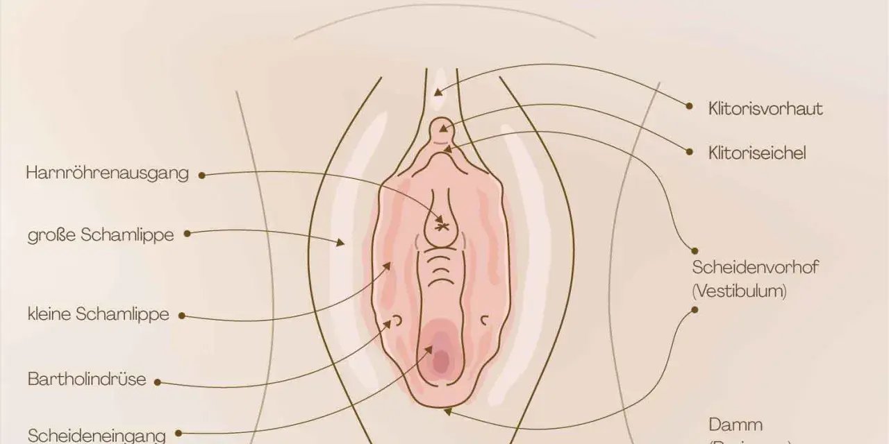 Anatomische Darstellung der weiblichen Genitalien, mit Beschriftungen wie Klitoris, Schamlippen und Scheide. Wichtig für das Verständnis der Entwicklung von kleinkind kinder scheiden.