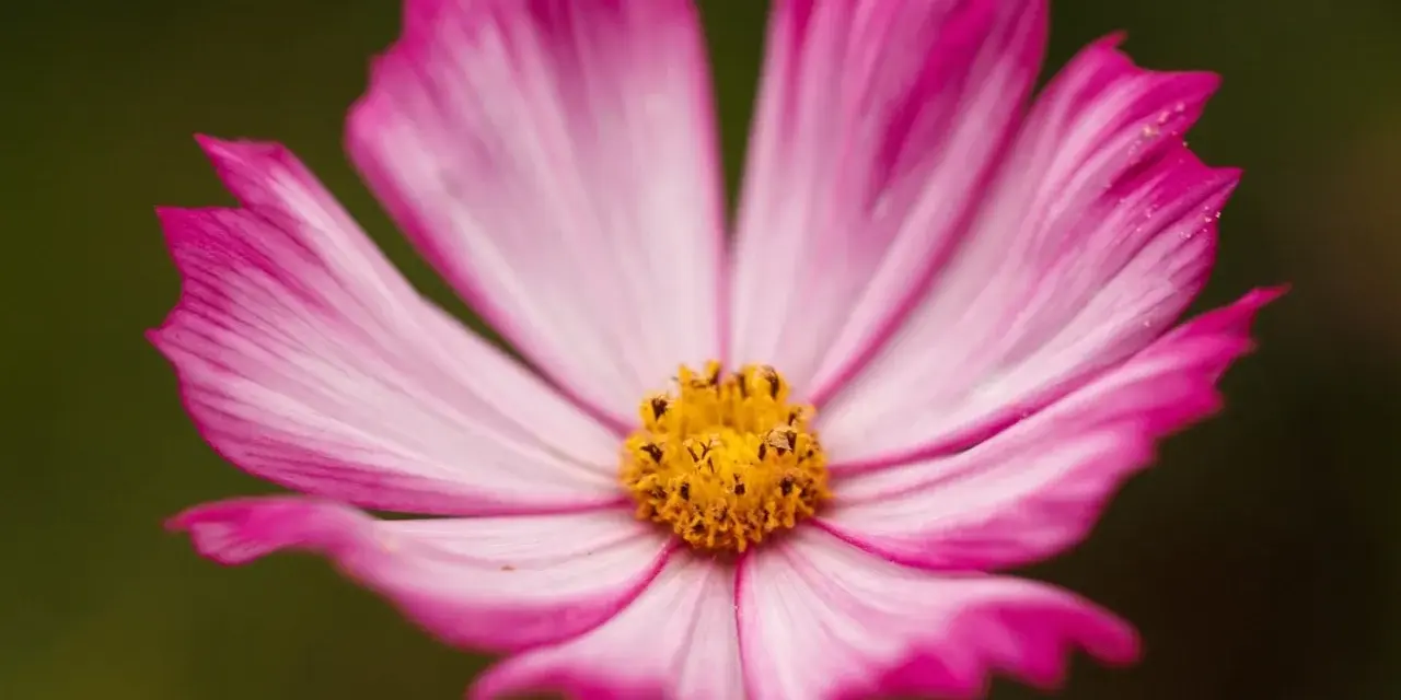 Una delicada flor de octubre, con pétalos rosados y blancos que se abren hacia un centro amarillo vibrante.