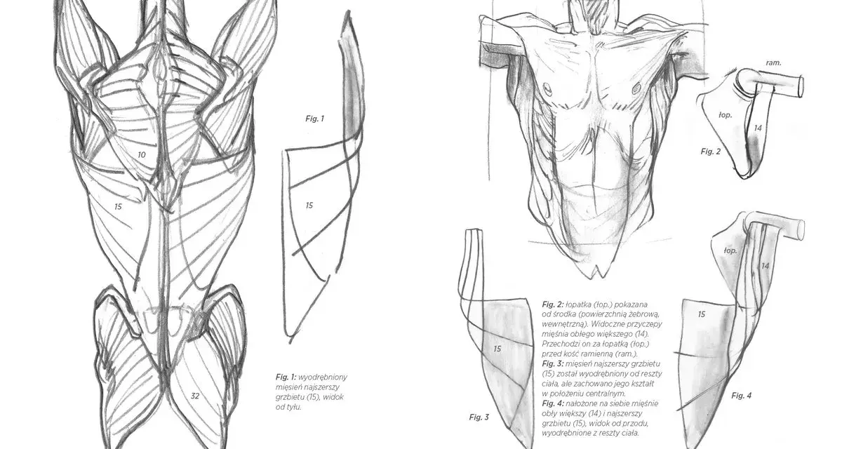 Anatomia mięśni: jak narysować nogi i plecy. Rysunki przedstawiają mięśnie grzbietu, łopatki i ramion.