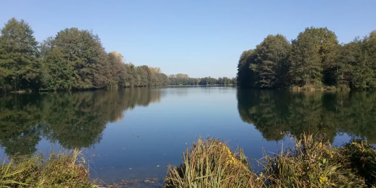 Ein ruhiger Baarer Weiher im Herbst, umgeben von Bäumen, deren Spiegelung sich im klaren Wasser bricht.