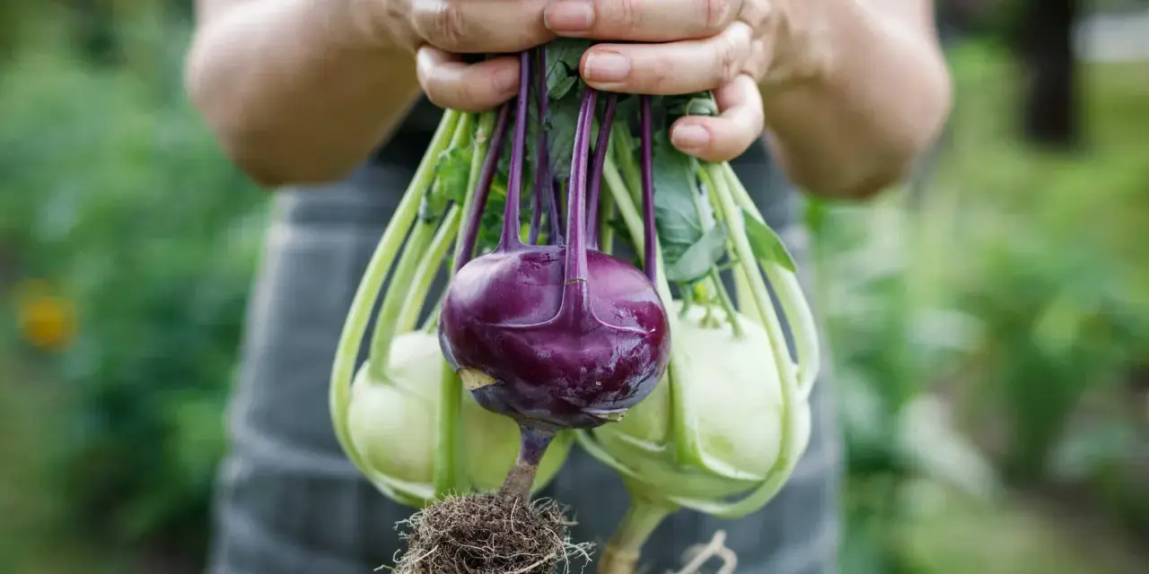 Hände halten frisch geernteten Kohlrabi mit Wurzeln. Ein lila Kohlrabi sticht hervor, umgeben von hellgrünen Exemplaren.