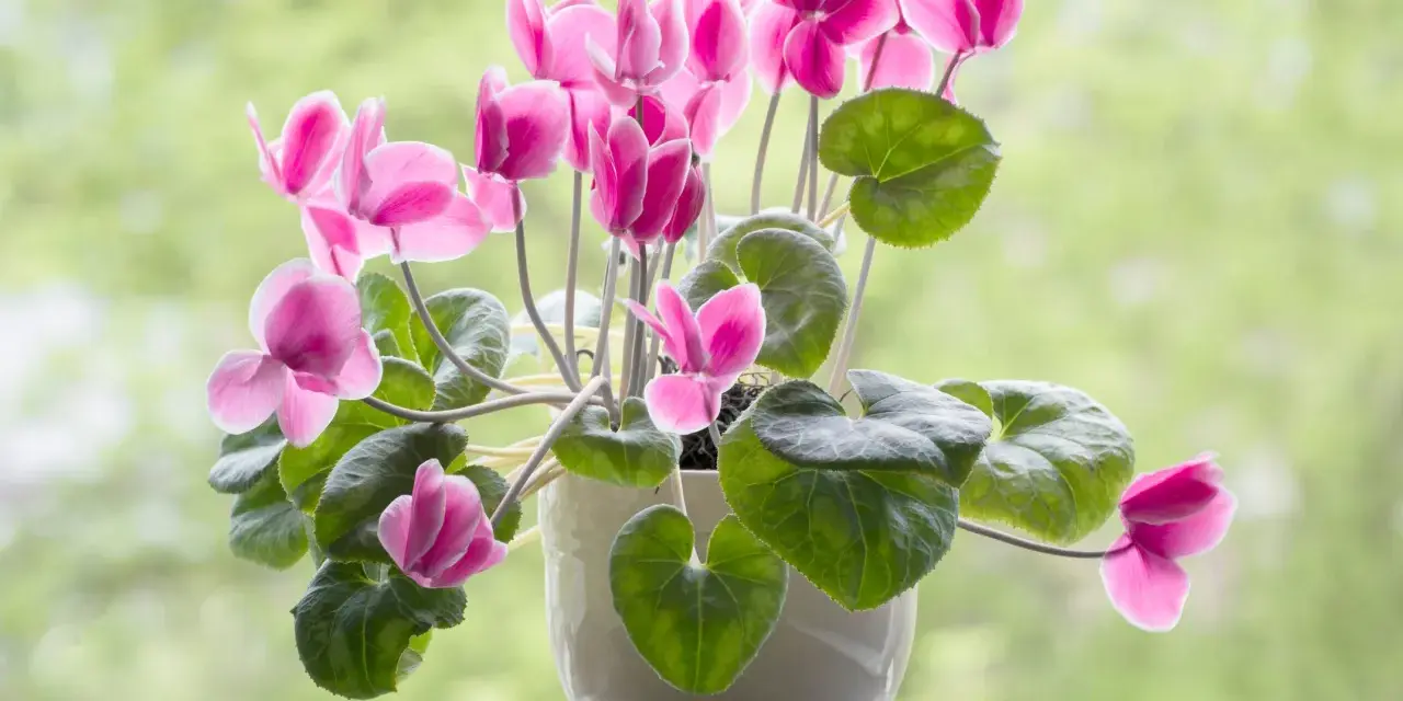 Un macizo de flores rosadas de ciclamen, un ejemplo de hermosos tipos de flores, florece en una maceta blanca contra un fondo verde desenfocado.
