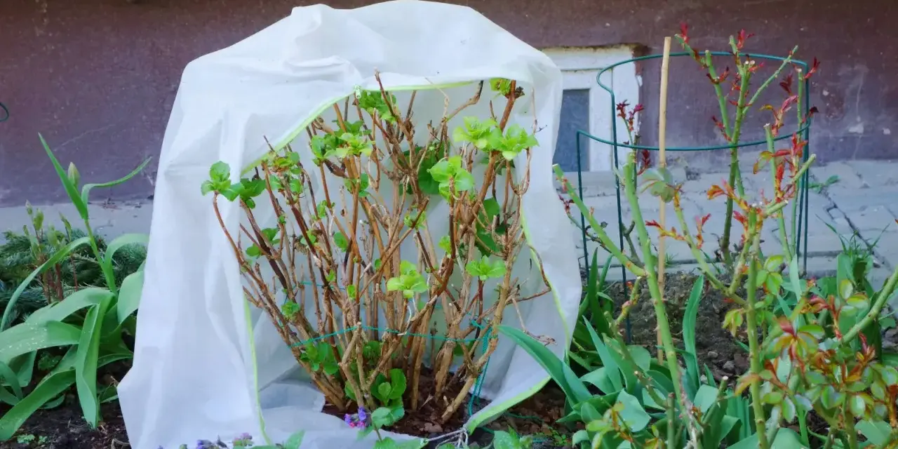Hortensja pnąca chroniona przed zimnem pod białym pokrowcem. Wiosenne pąki na różach obok.