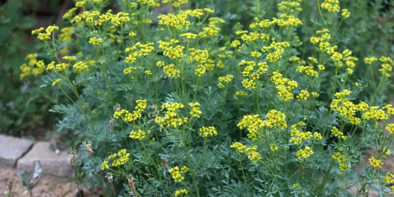 Ein Busch mit kleinen gelben Blüten und blaugrünen Blättern. Vielleicht inspiriert er zu neuen weinraute rezepten.
