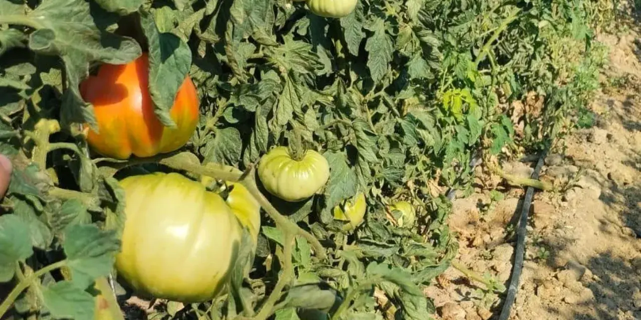 Tomates verdes y uno anaranjado en una planta. Una araña roja se esconde entre las hojas, esperando su próxima comida.