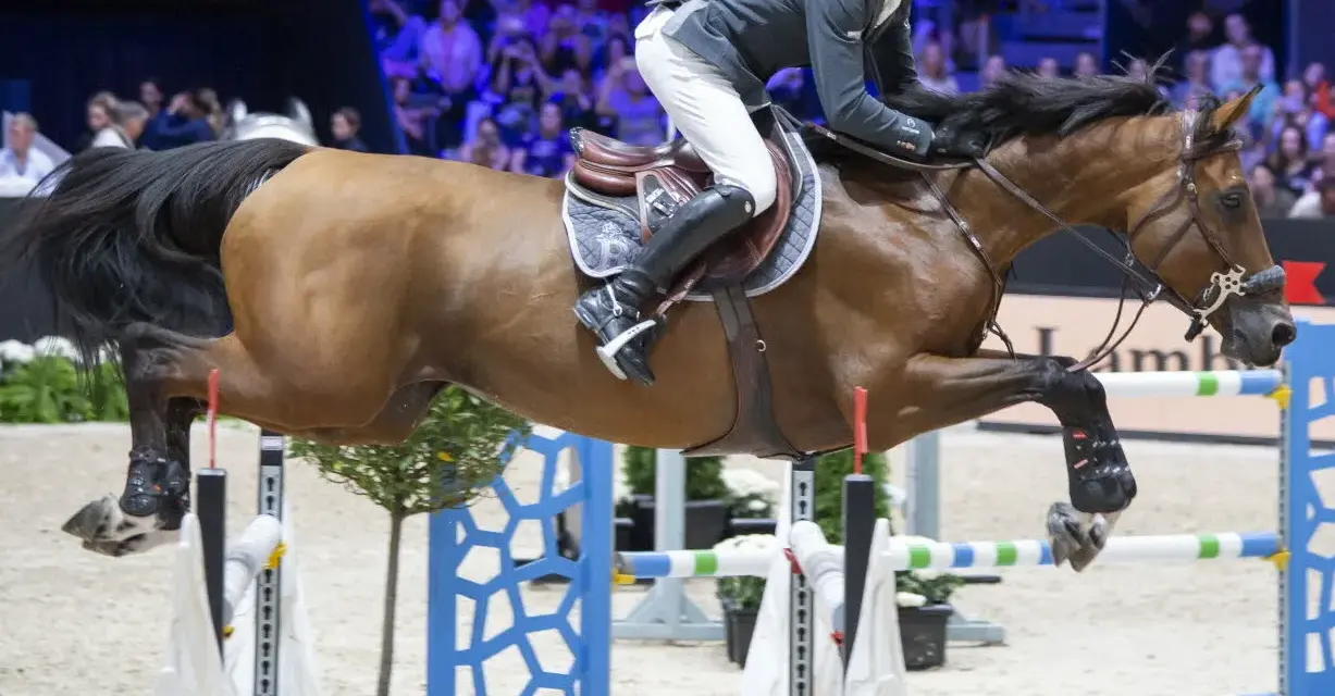 Cavalier et cheval brun en plein saut d'obstacles lors d'un événement CSI 5*.
