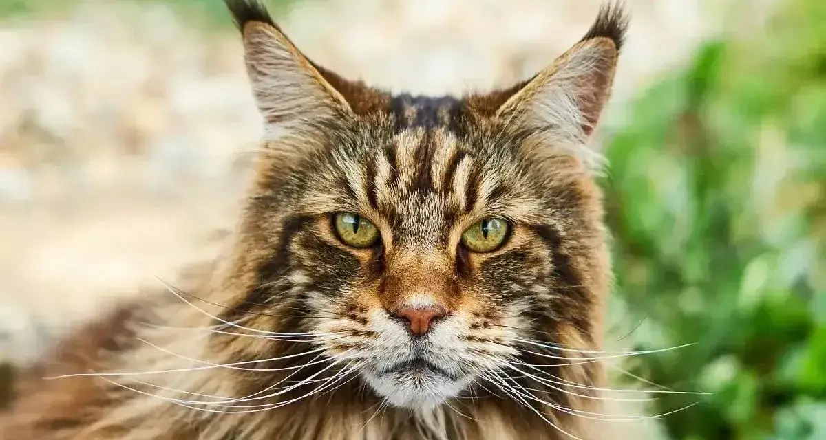 Majestatyczny kot rasy Maine Coon o zielonych oczach i bujnej sierści, z charakterystycznymi pędzelkami na uszach, spogląda prosto w obiektyw.