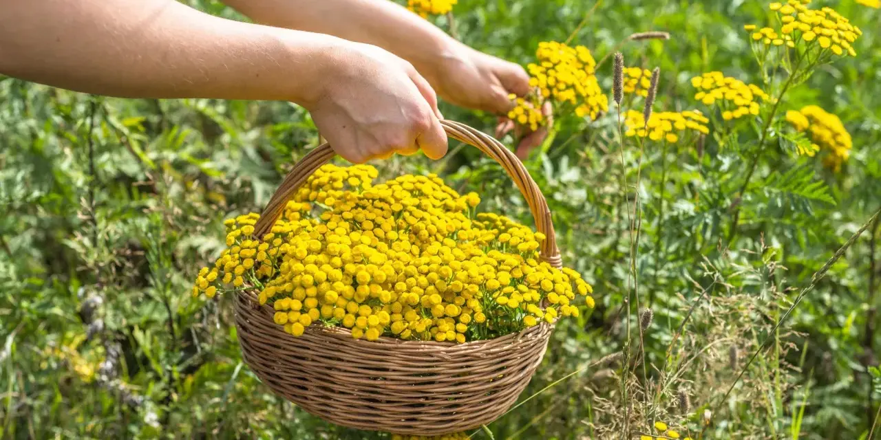 Hände pflücken gelbe Blüten für einen Korb. Diese Pflanzen, wie Rainfarn, sind bekannt dafür, welche Pflanzen vertreiben Zecken.