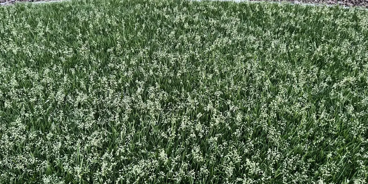 Grüner Rasen mit vielen kleinen weißen Blüten. Poa supina nachteile: diese Blüten können das Rasenbild stören.