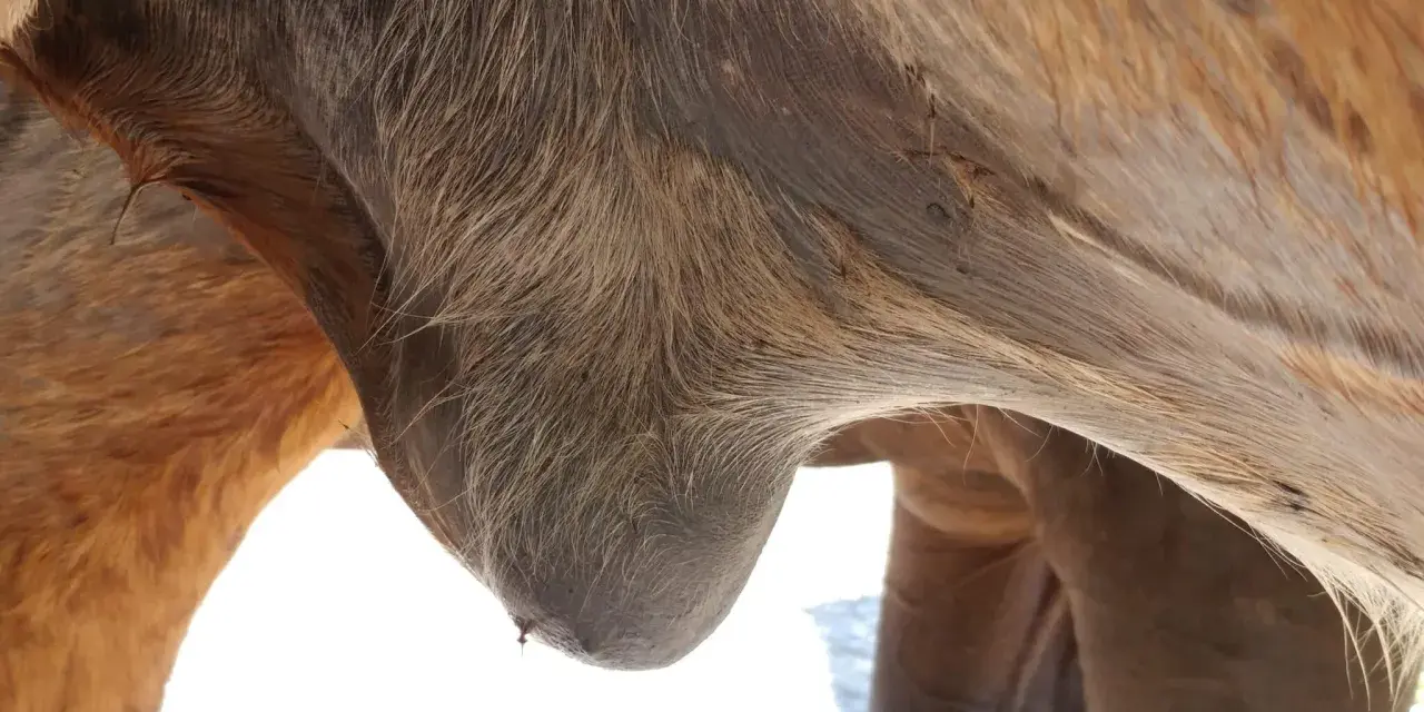Gros plan sur le ventre d'un cheval, montrant un œdème abdominal. La peau est tendue et gonflée, signe d'une accumulation de liquide.