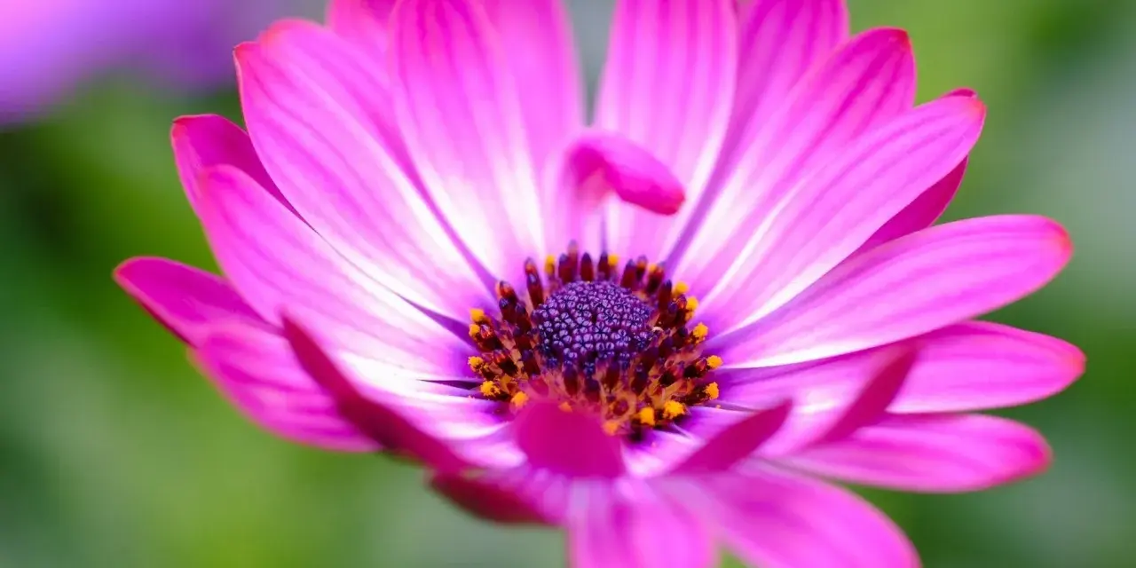 Una margarita rosa vibrante, símbolo del significado de las margaritas: inocencia y pureza.