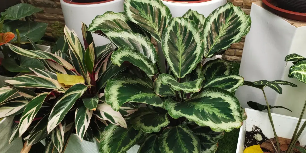 Calathea con hojas verdes y blancas, ideal para interiores. Sus cuidados son sencillos si se le da luz indirecta y humedad.