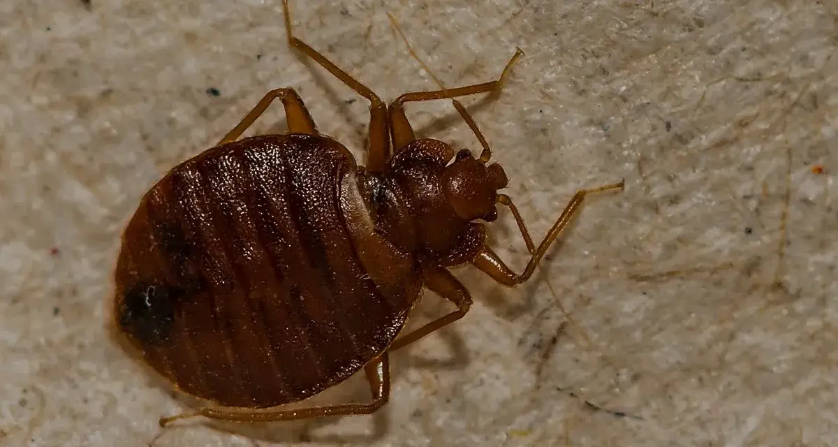 Un primer plano muestra cómo aparecen las chinches, con su cuerpo marrón y segmentado y sus patas delgadas sobre una superficie texturizada.