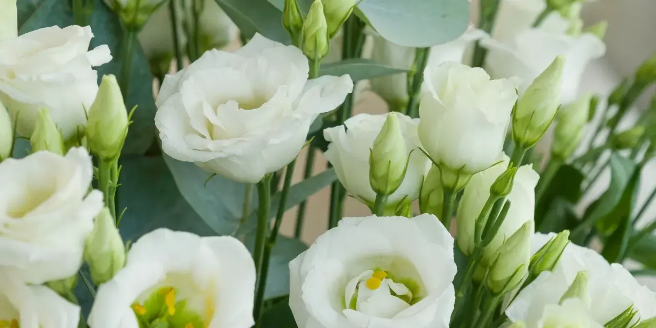 Un ramo de lisianthus blancos, símbolo de gratitud y aprecio. Sus pétalos delicados y capullos verdes evocan pureza y esperanza.