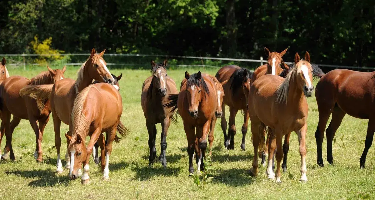 Un troupeau de chevaux bruns dans un pré verdoyant, profitant d'une retraite paisible.