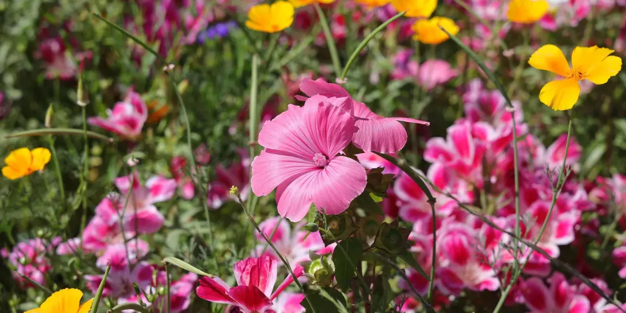 Eine bunte Blumenwiese mit leuchtend pinken und gelben Blüten, die an ein gelungenes Projekt zum Blumenwiese anlegen erinnert.